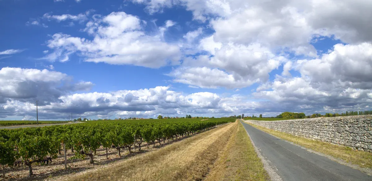 A straight road between Médoc vine rows north of Bordeaux, seen on a Bordeaux wine day tour