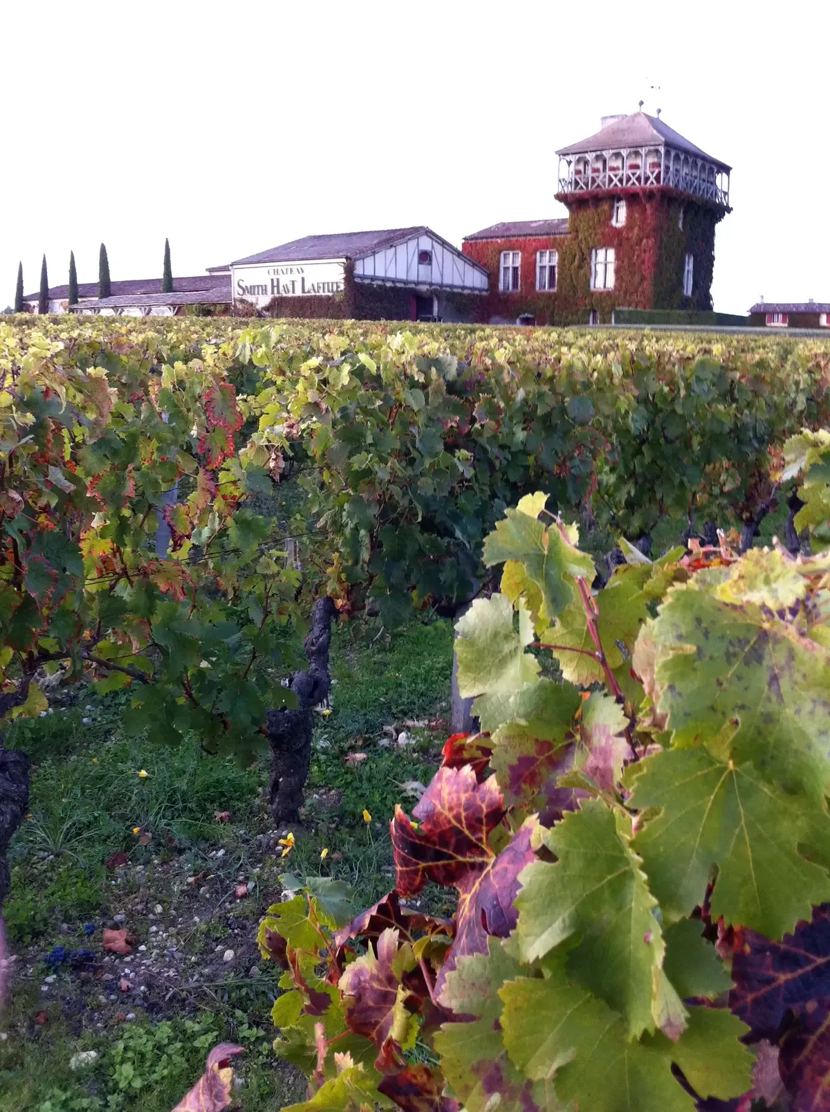 Autumn vines in front of Château Smith Haut Lafitte in the Pessac-Léognan area of the Graves, seen on a Bordeaux wine day tour