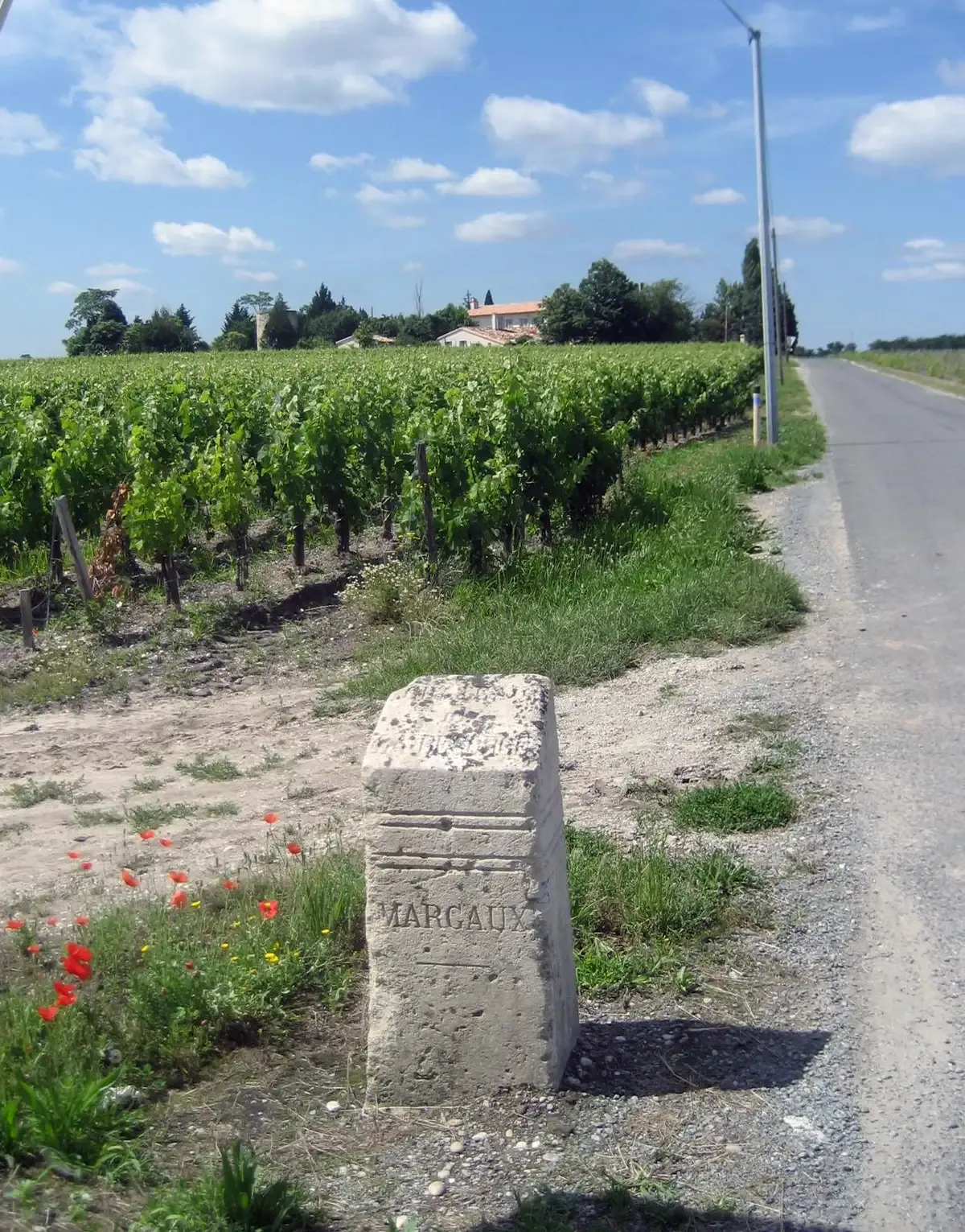 Vineyards near Château Margaux beside the road through the appellation, seen on a Bordeaux wine day tour