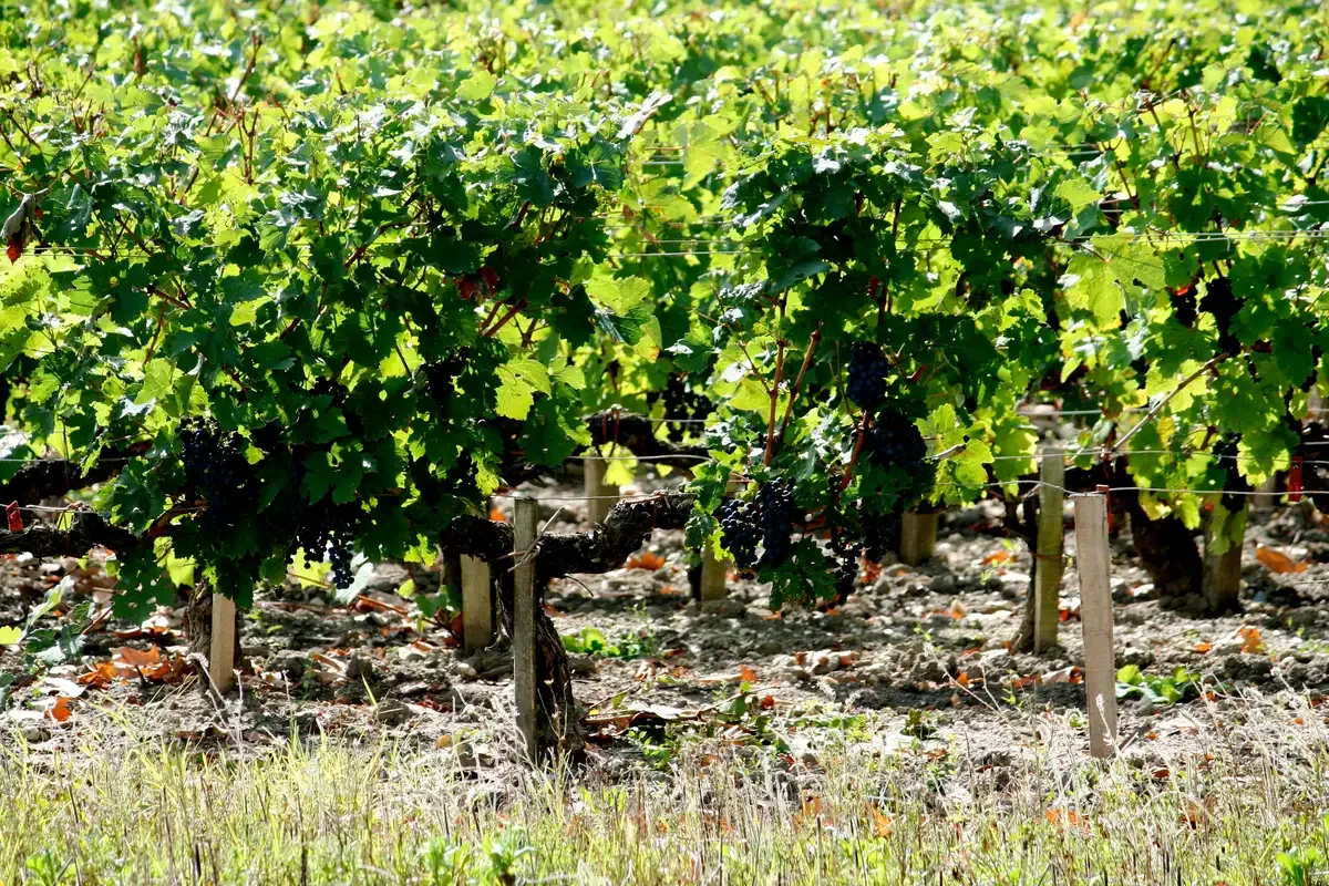 Cabernet Sauvignon vines at Château Margaux, seen on a Bordeaux wine day tour